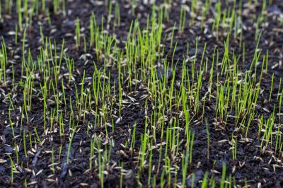 Add Beauty and Value to Your Property with Lawn Patching Repair!