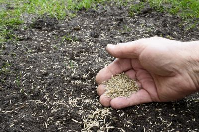 Restore the Appearance of Your Lawn with Lawn Patching!