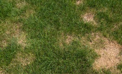 Get a Healthy Lawn with Lawn Patching Repair!