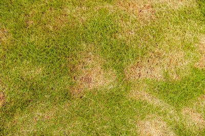 Repair Thin, Yellow, or Brown Grass!