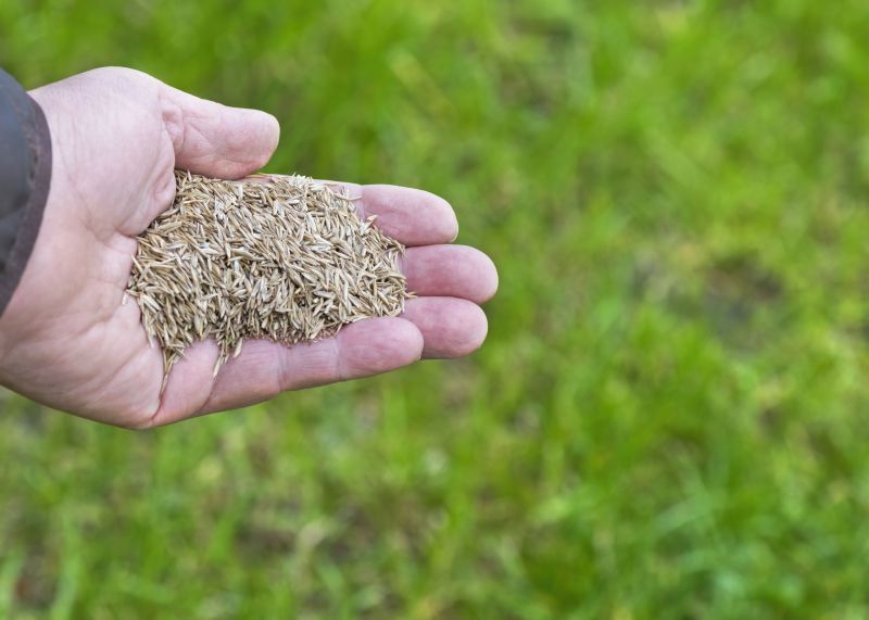 New Lawn Seeding in Ventura County, CA